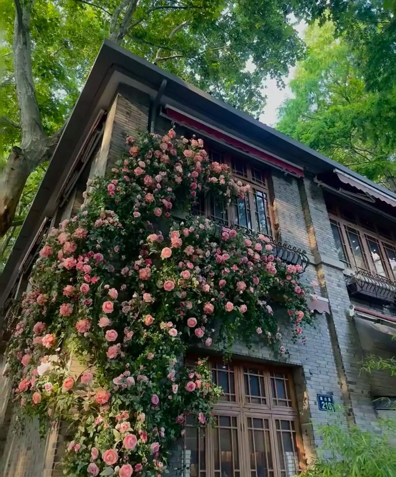 立體綠化新篇章 薔薇纏繞的藝術與商機——遼冀園林專業設計施工一體化服務